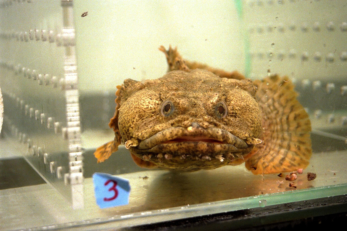 KENNEDY SPACE CENTER, FLA. -- An oyster toadfish (Opsanus tau), like those that are part of the Neurolab payload on Space Shuttle Mission STS-90, is shown in its holding tank in the Space Station Processing Facility. Each fish is between eight and 14 inches long. Toadfish live in an estuarine environment and are native to areas along the Northeast coast of the United States. Investigations during the Neurolab mission will focus on the effects of microgravity on the nervous system. This fish is an excellent model for looking at vestibular function because the architecture of its inner and middle ear are similar to those of mammals with respect to the vestibular apparatus. The crew of STS-90, slated for launch April 16 at 2:19 p.m. EDT, includes Commander Richard Searfoss, Pilot Scott Altman, Mission Specialists Richard Linnehan, Dafydd (Dave) Williams, M.D., and Kathryn (Kay) Hire, and Payload Specialists Jay Buckey, M.D., and James Pawelczyk, Ph.D