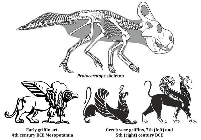 Comparisons between the skeleton of Protoceratops and ancient griffin art. The griffins are all very obviously based on big cats, from their musculature and long, flexible tails to the manes (indicated by coiled “hair” on the neck), and birds, and differ from Protoceratops in virtually all measures of proportion and form. Image compiled from illustrations in Witton and Hing (2024). CREDIT: Mark Witton