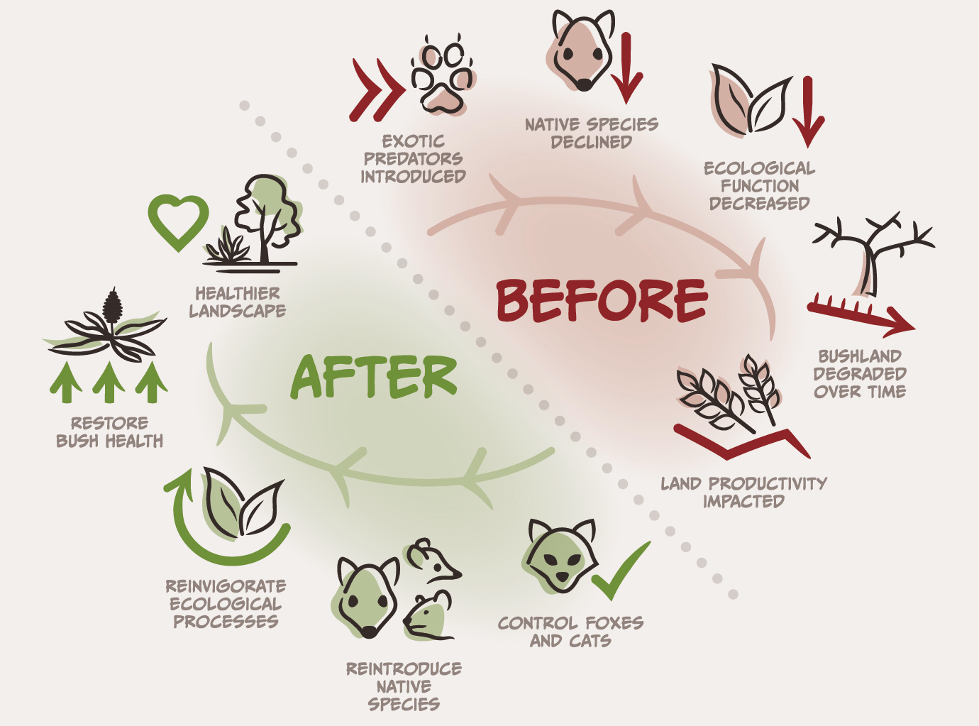 a diagram showing a rewilding plan in australia. invasive species are controlled allowing for native species to flourish