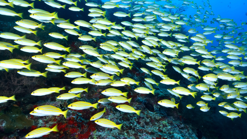 a school of yellow and white swim near a reef