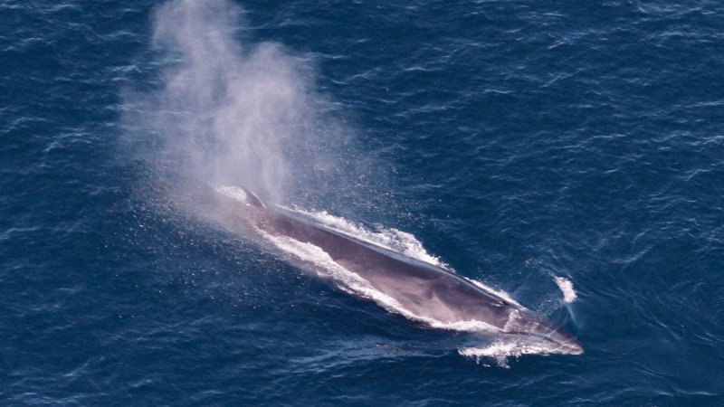 a long and lean sei whale swimming in the ocean