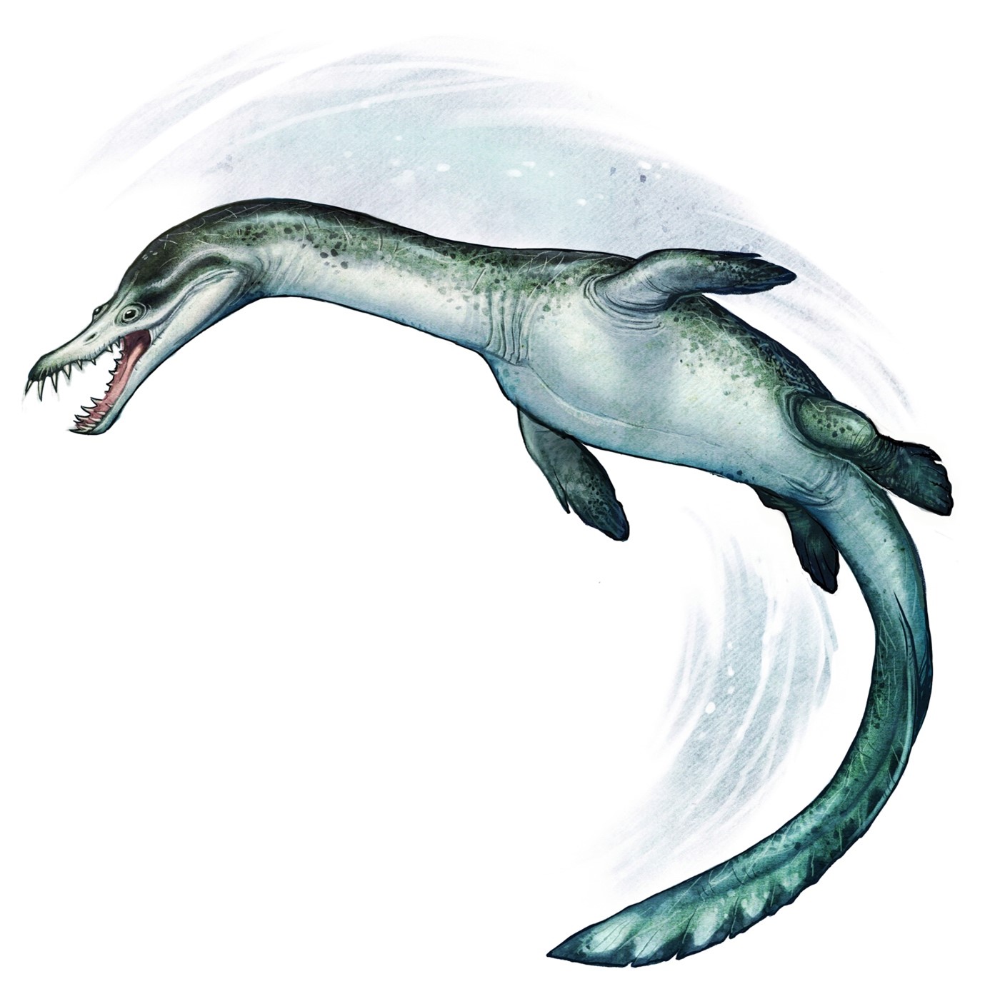 a single nothosaur with a long body and sharp pointy teeth.