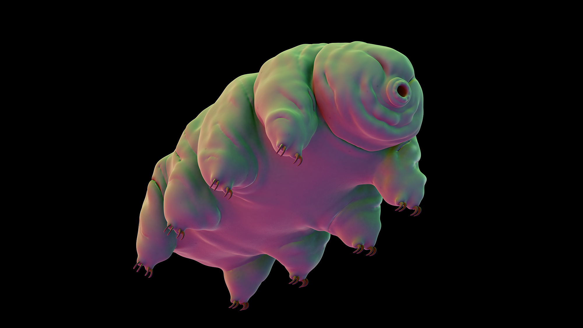 a tardigrade. these microscopic animals have right legs and round bear-like bodies with a small pointy appendage in front.