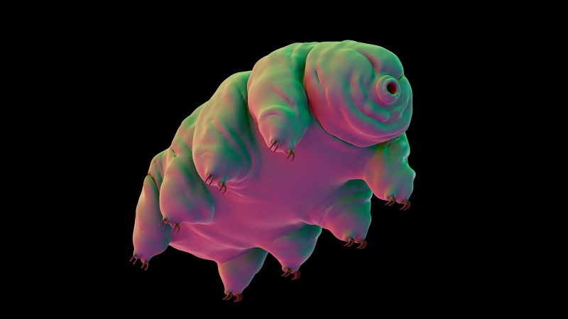 a tardigrade. these microscopic animals have right legs and round bear-like bodies with a small pointy appendage in front.