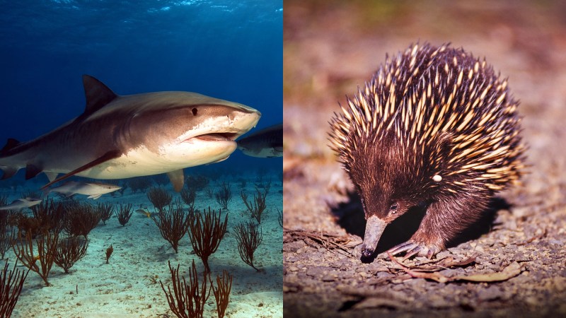 a tiger shark swimming in the ocean (left). a small spiky mammal with a pointy nose canned an echidna (right) on land