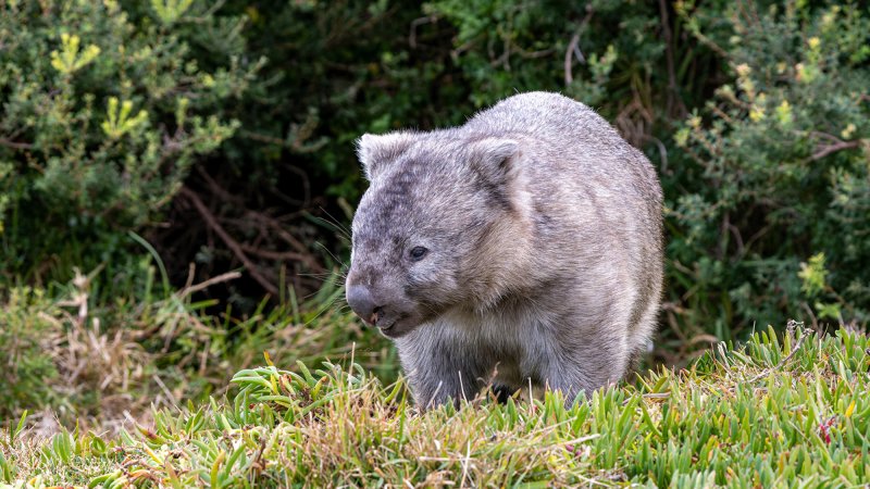 wombat