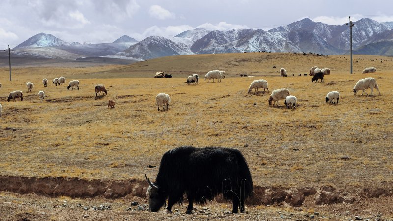 yaks and sheep grazing on grassland with mountains in the distance