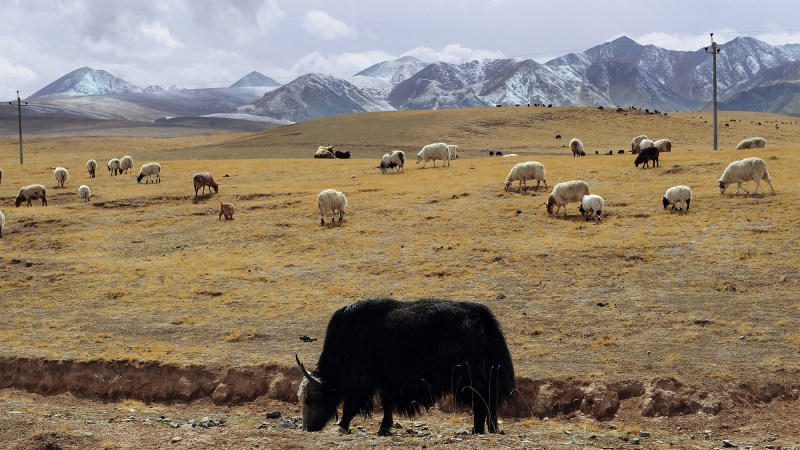 yaks and sheep grazing on grassland with mountains in the distance