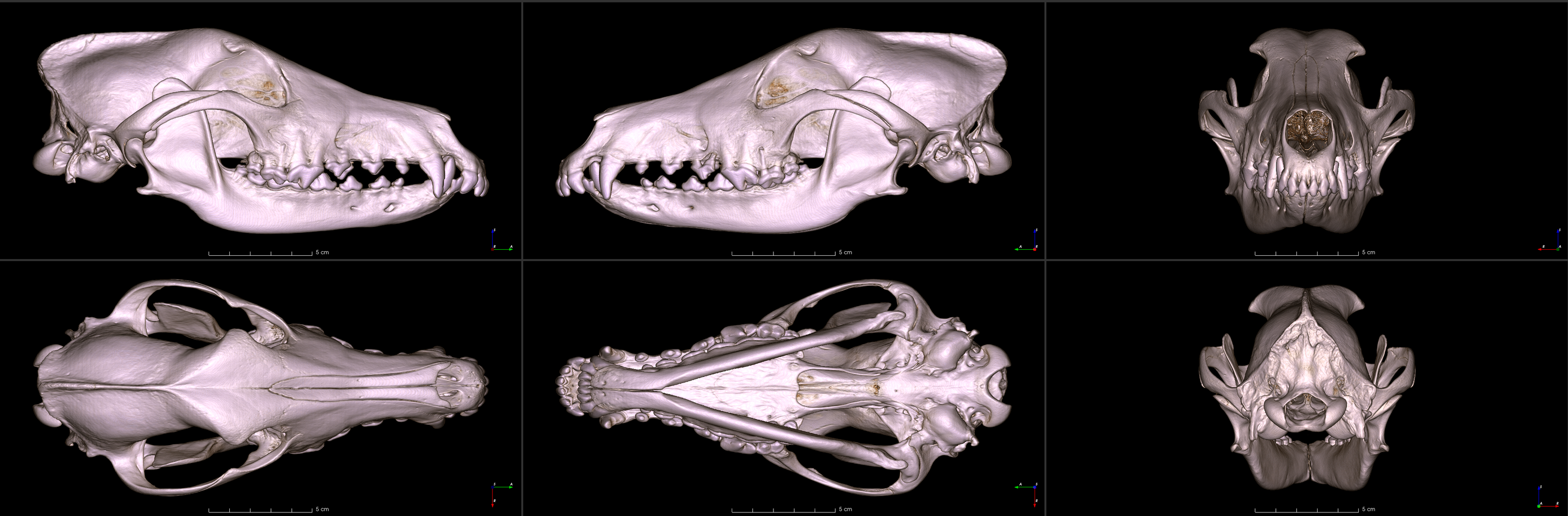 six images of a greyhound skull from different angles