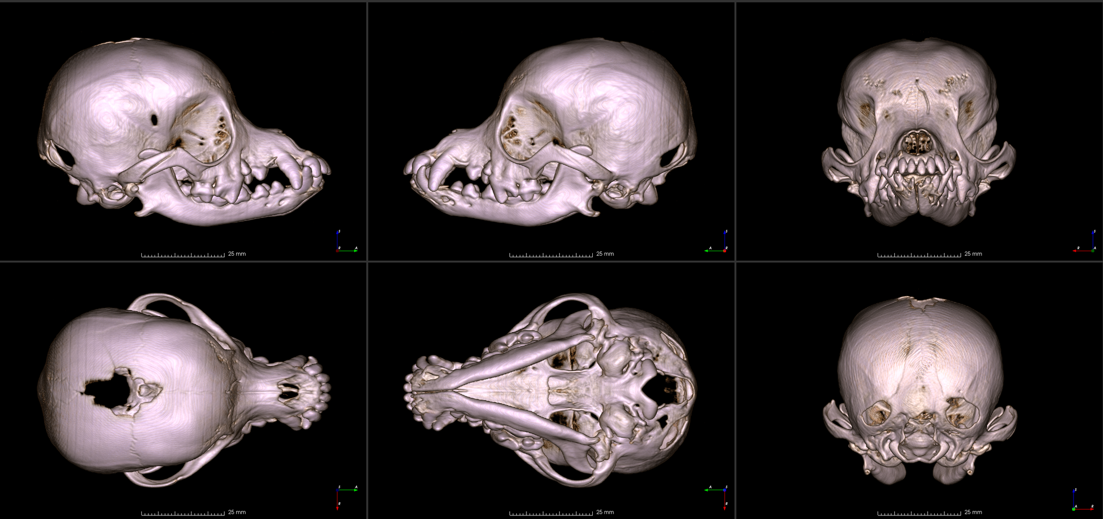 zes afbeeldingen van een chihuahua-schedel vanuit verschillende hoeken