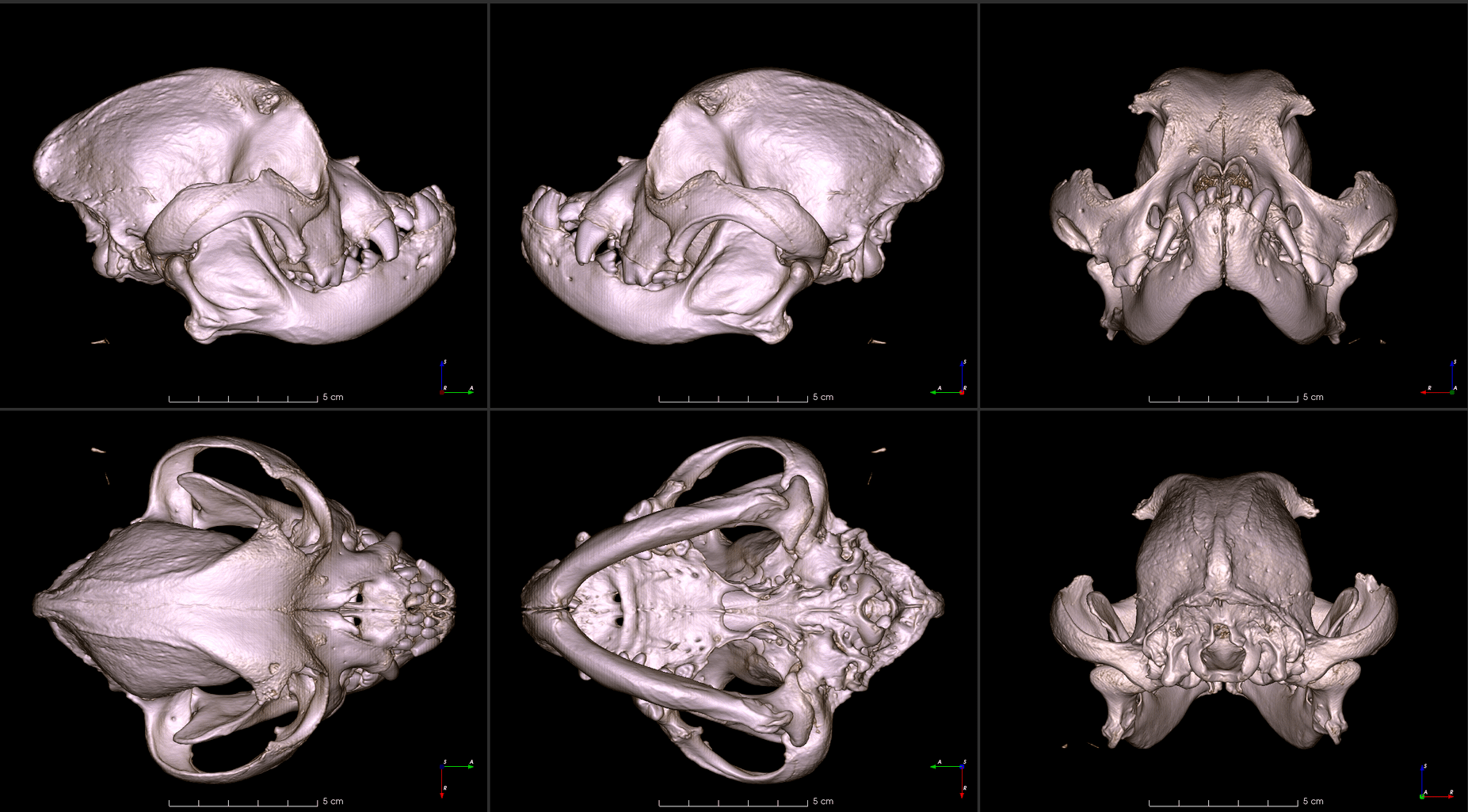 six images of a French bulldog skull from different angles