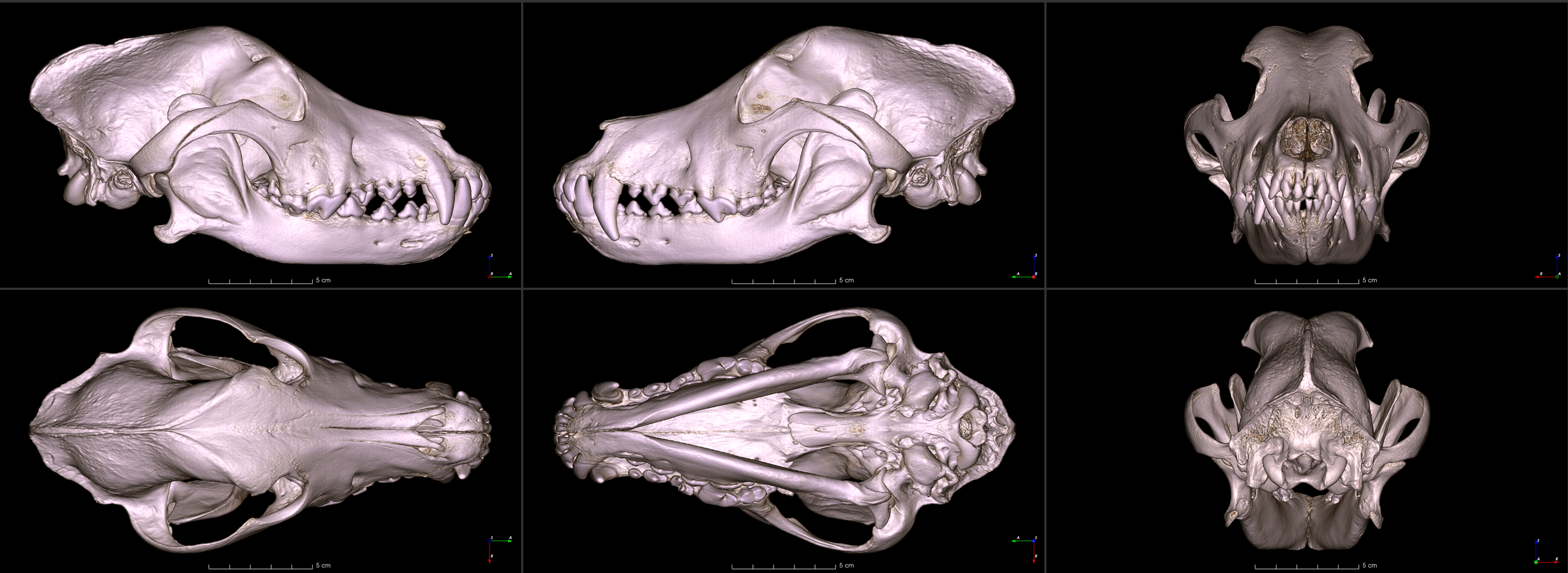 six images of a golden retriever skull from different angles