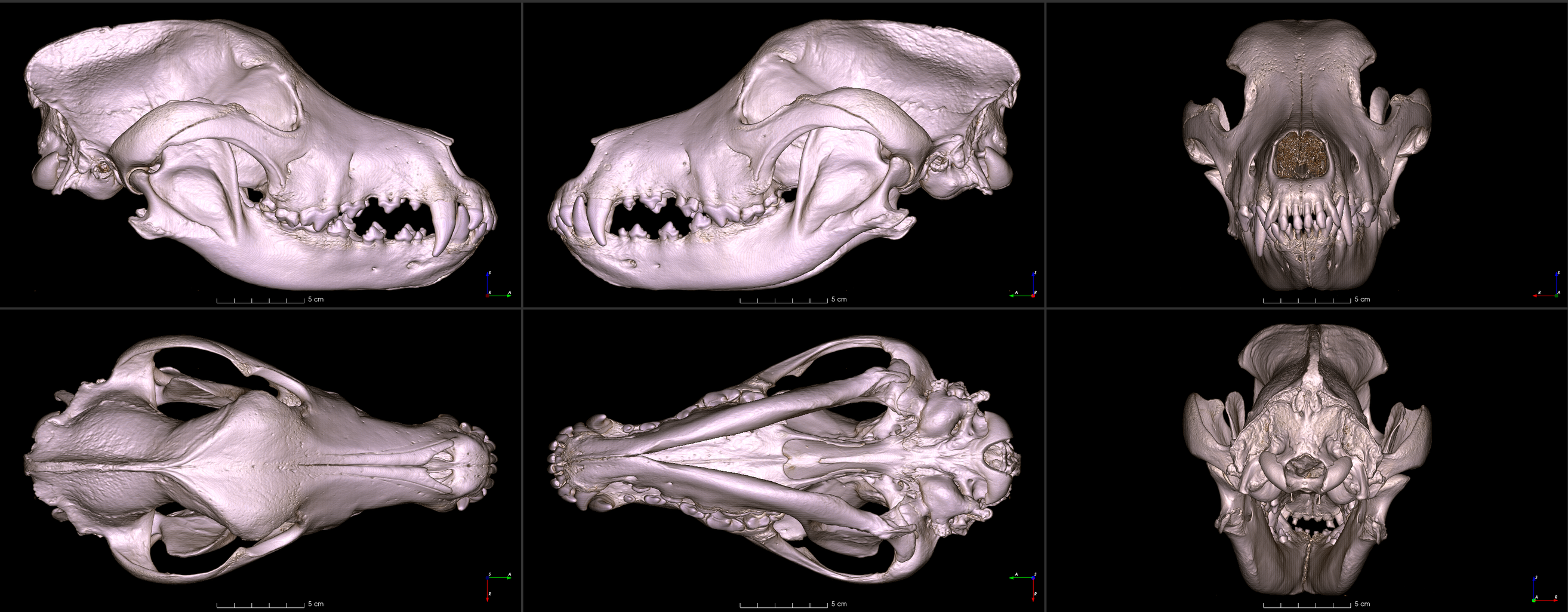 six images of an irish wolfhound skull from different angles