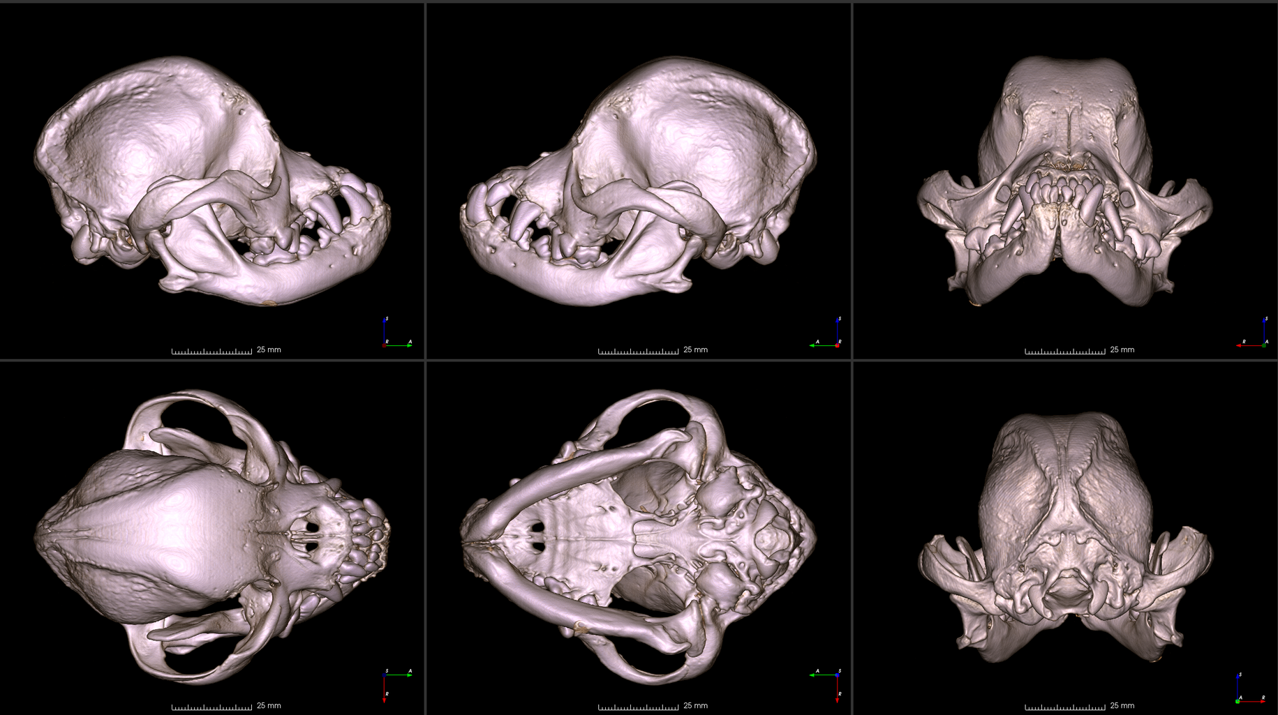 six images of a pug skull from different angles