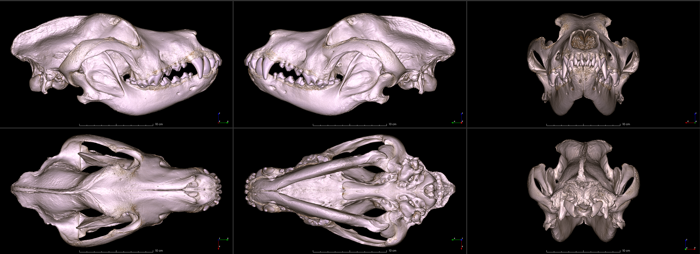 six images of a Great Dane skull from different angles