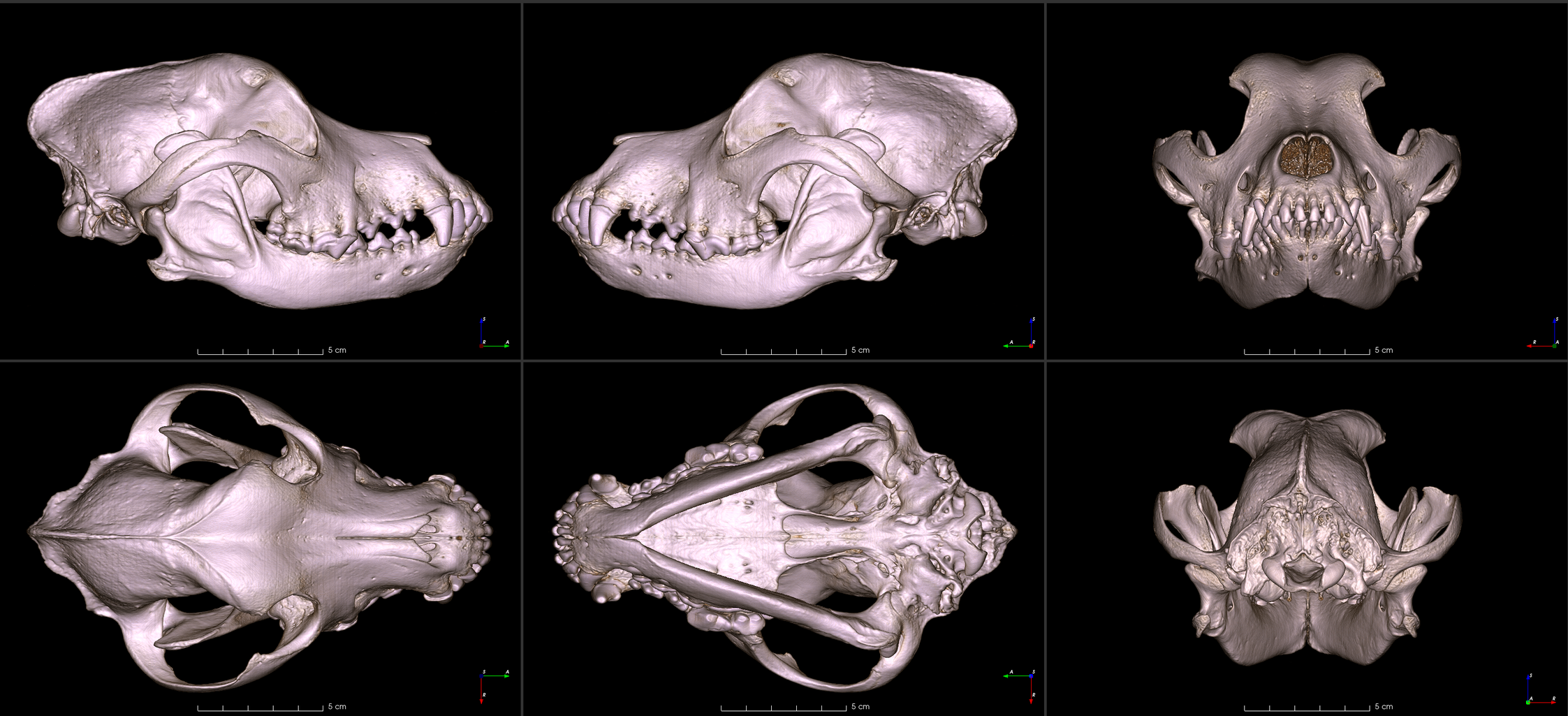 six images of an American pit bull skull from different angles