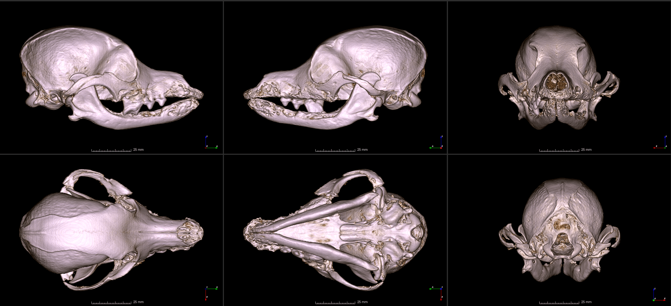 six images of a Pomeranian skull from different angles