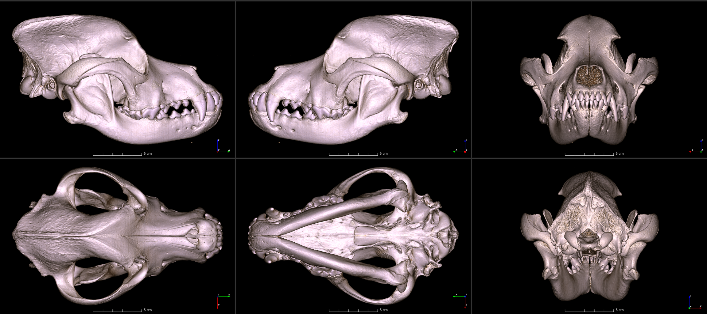 six images of a Rottweiler skull from different angles