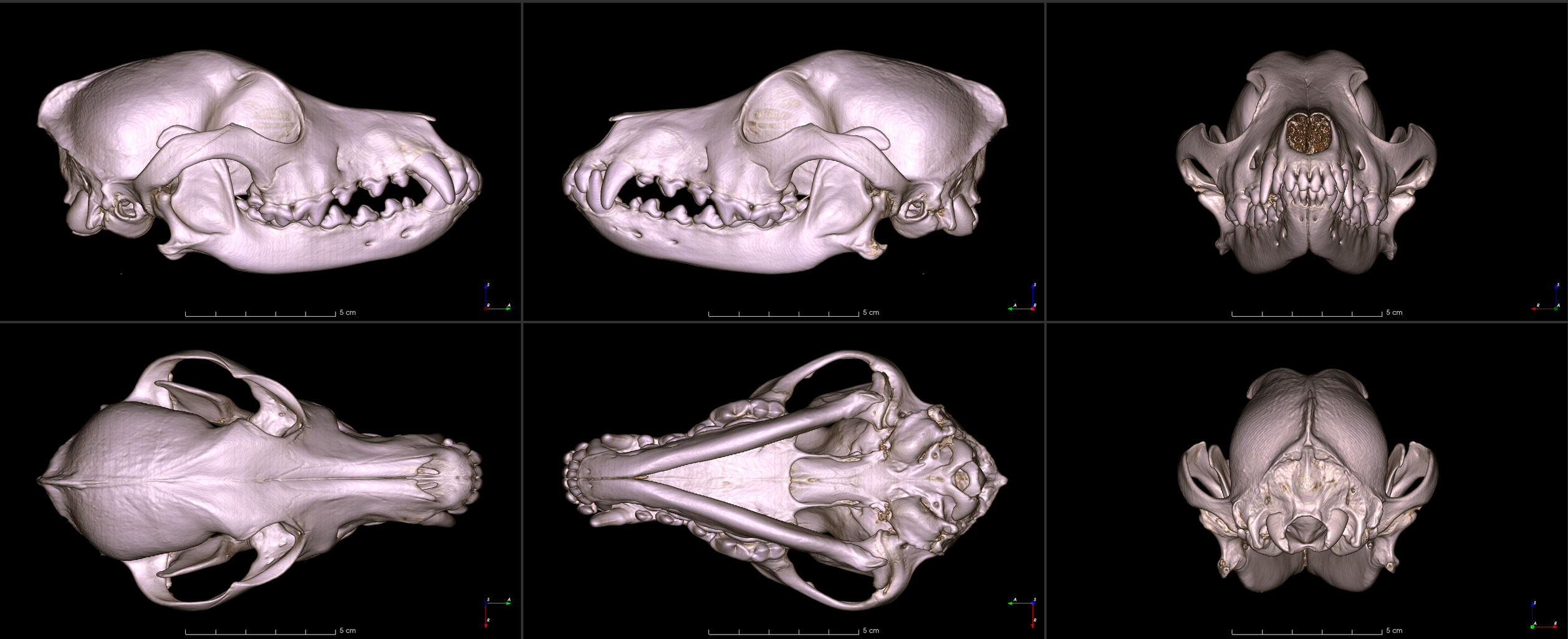 six images of a dachshund skull from different angles