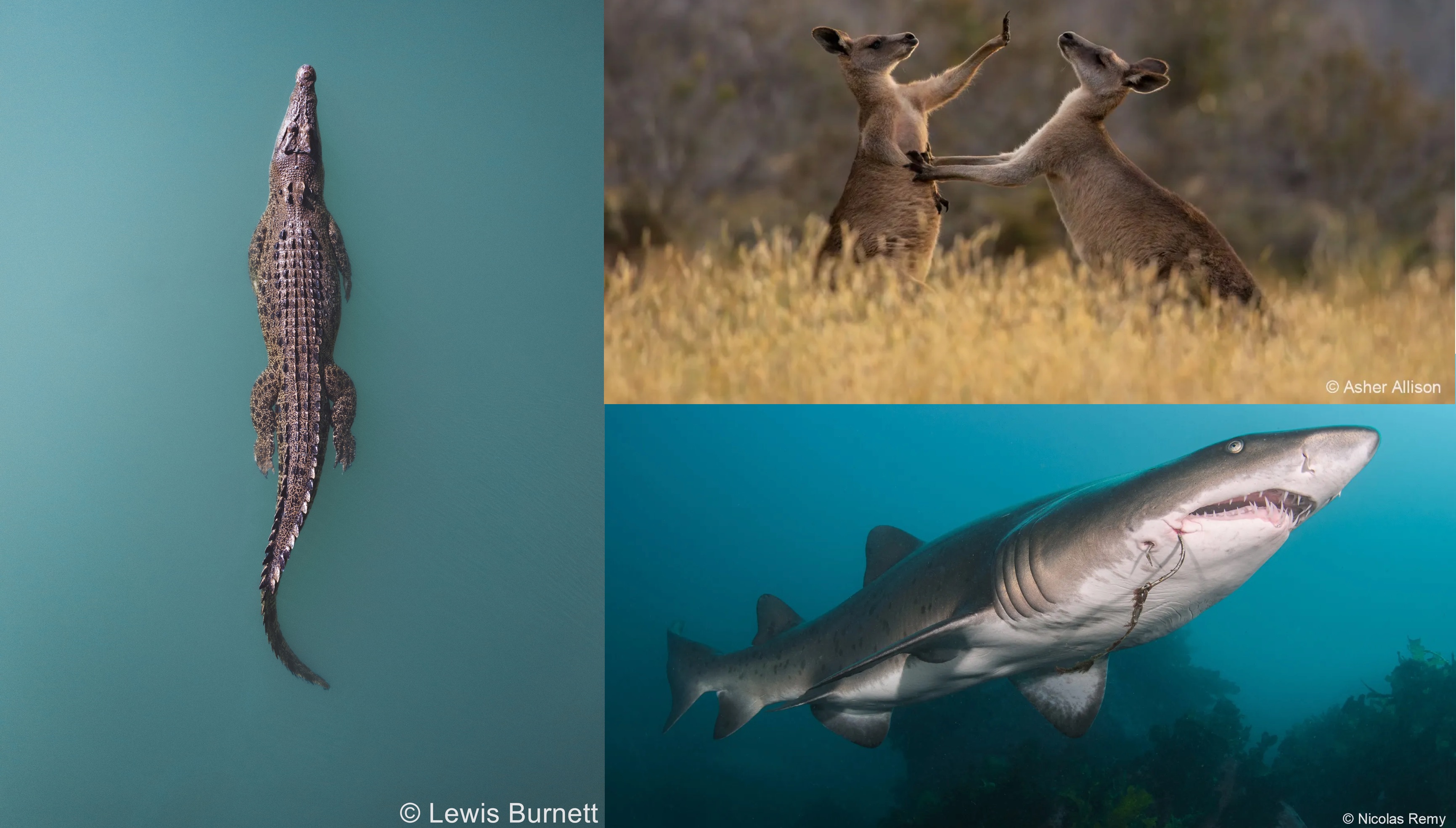 a crocodile, kangaroos, and shark