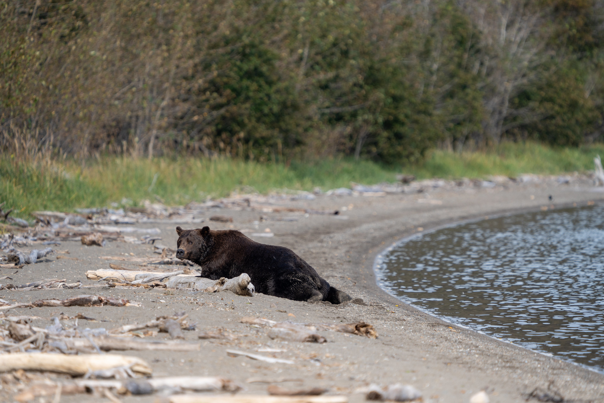 a bear lays on a sandy beach