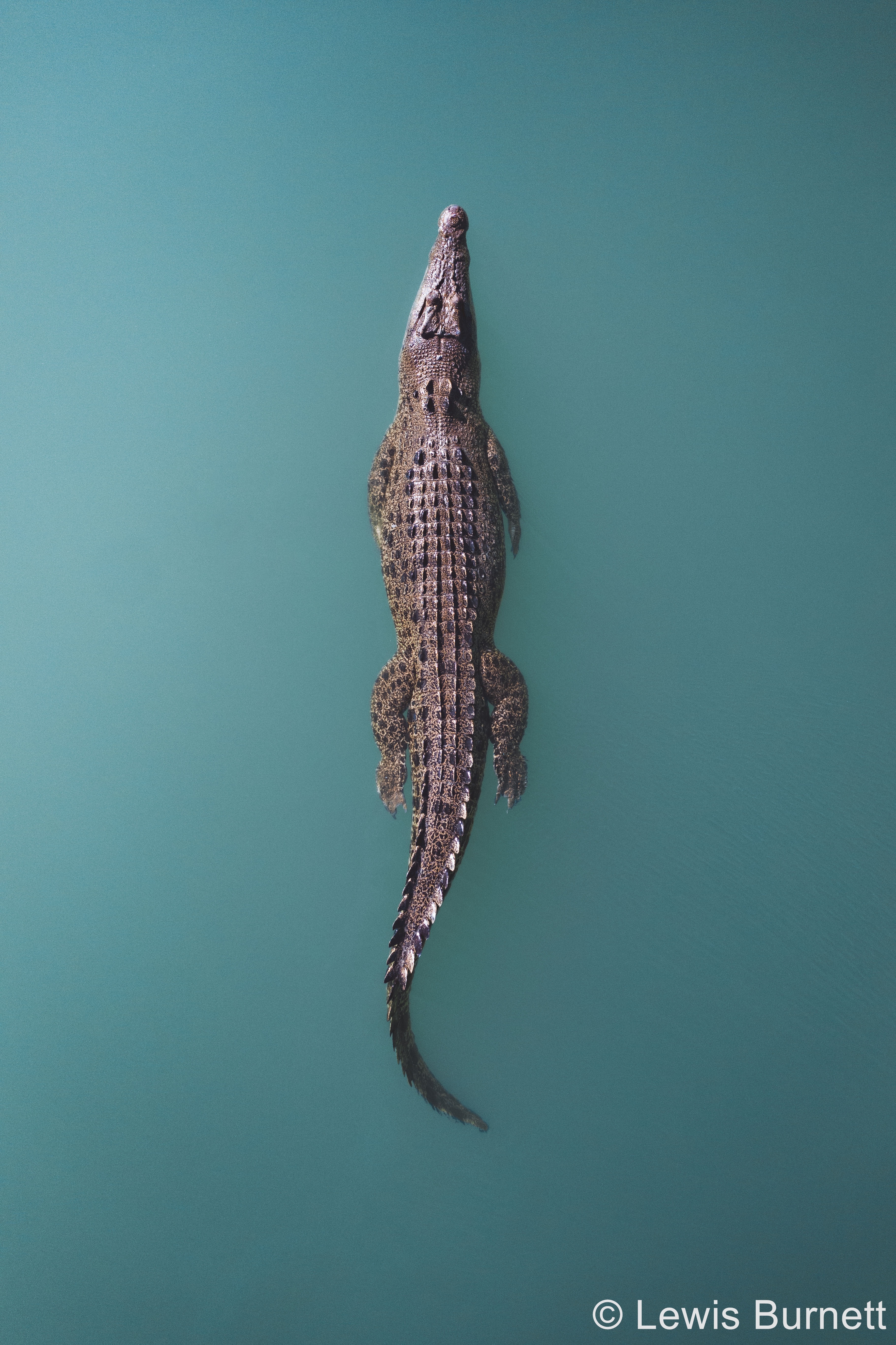 a crocodile shot from above