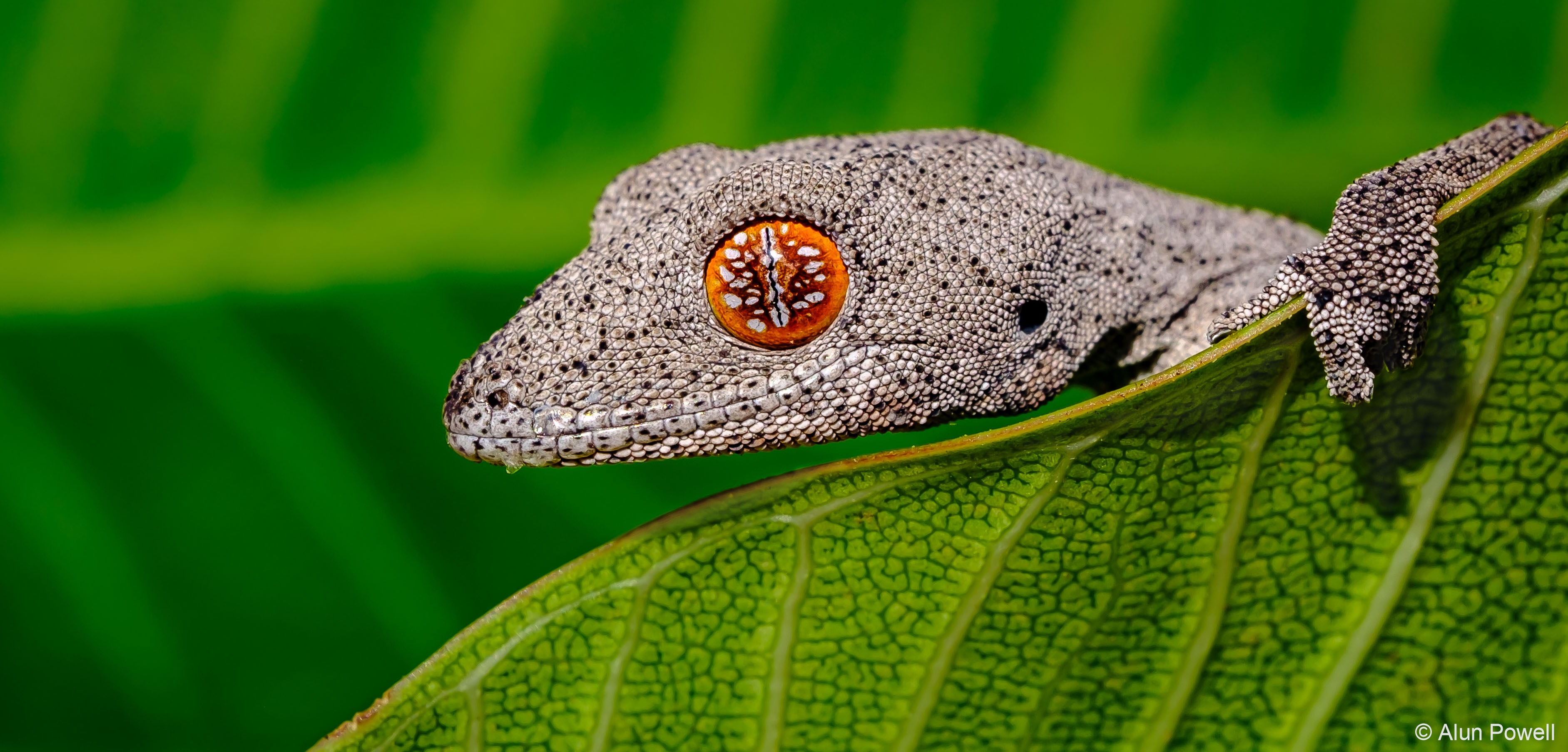 a closeup of the head and eye of a gecko on a leaf