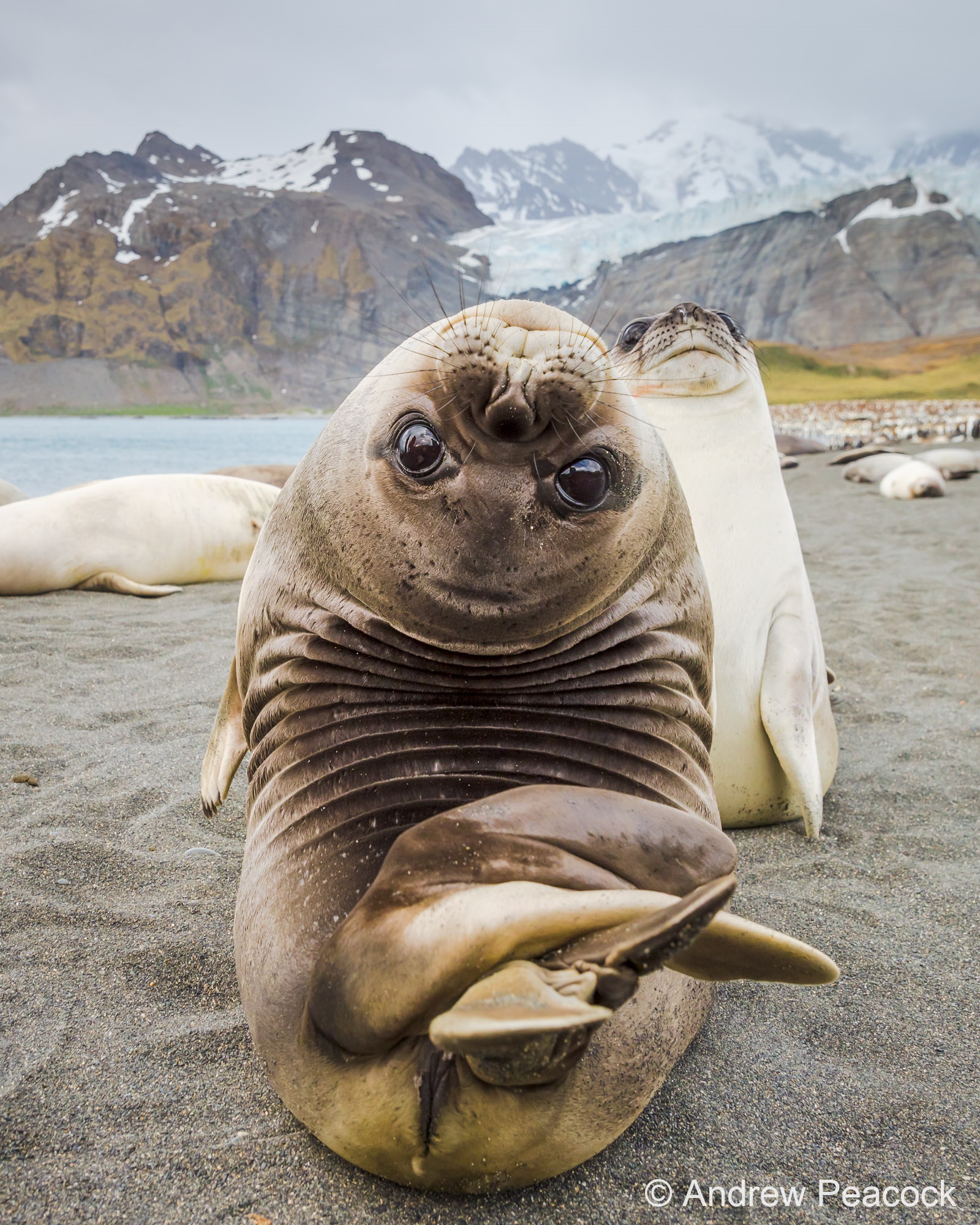 a seal bent over backwards looking at the camera on a mountainous beach