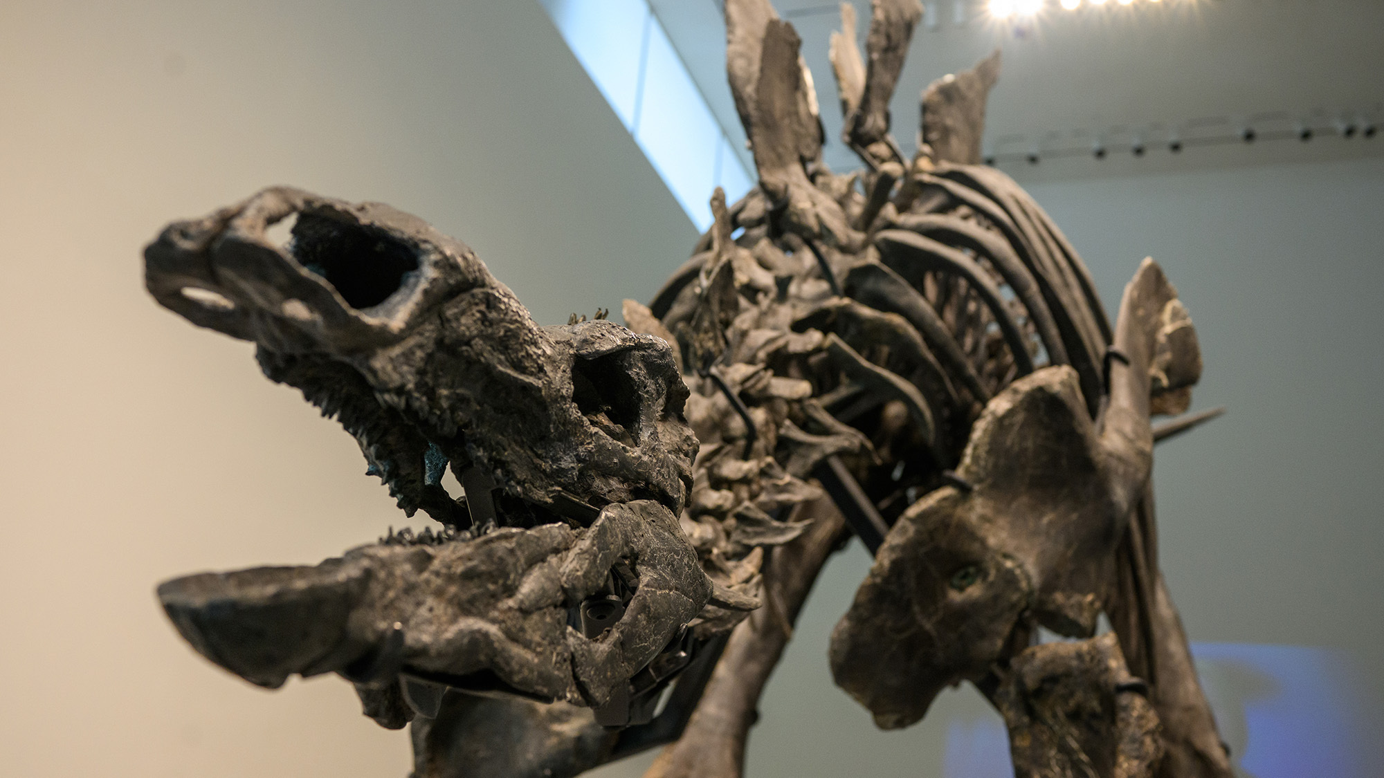 Close up of stegosaurus skeleton