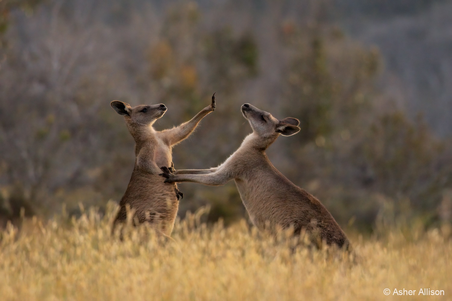 two kangaroos pushing each other, one holds up its hand