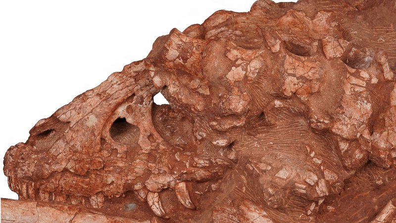 Asiatyrannus xui skull close up