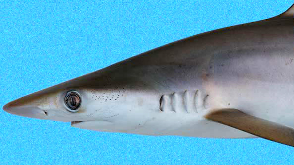 Brazilian Sharpnosed Shark