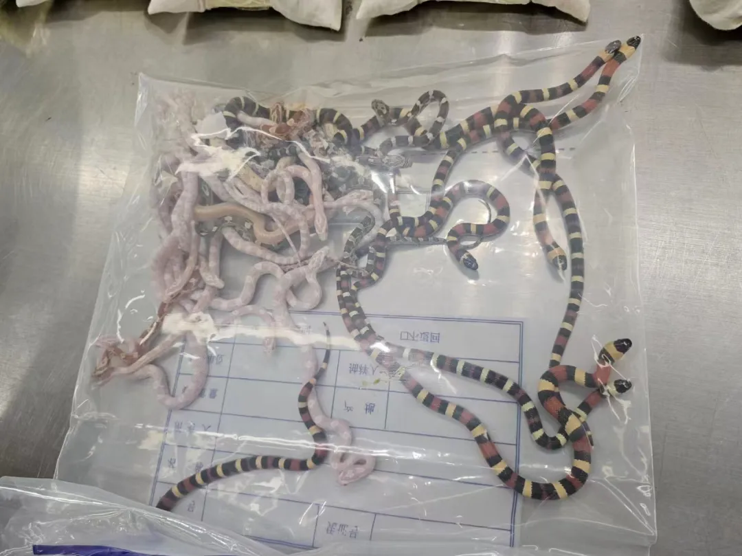 Bag filled with smuggled snakes