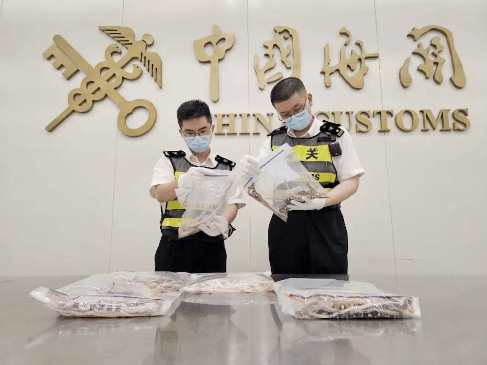 Two men examining bags of smuggled snakes