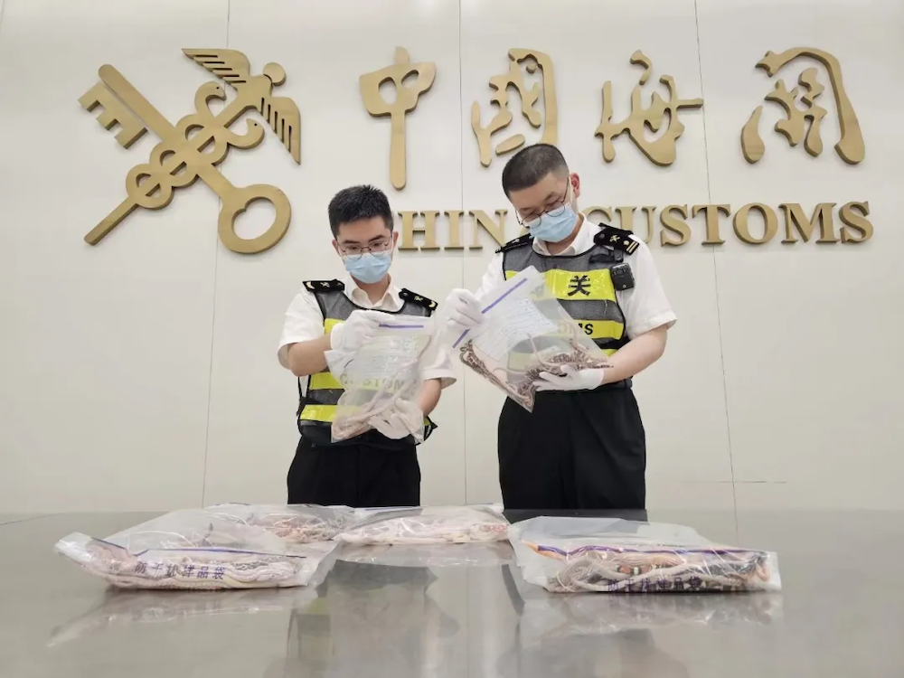 Two men examine bags of smuggled snakes