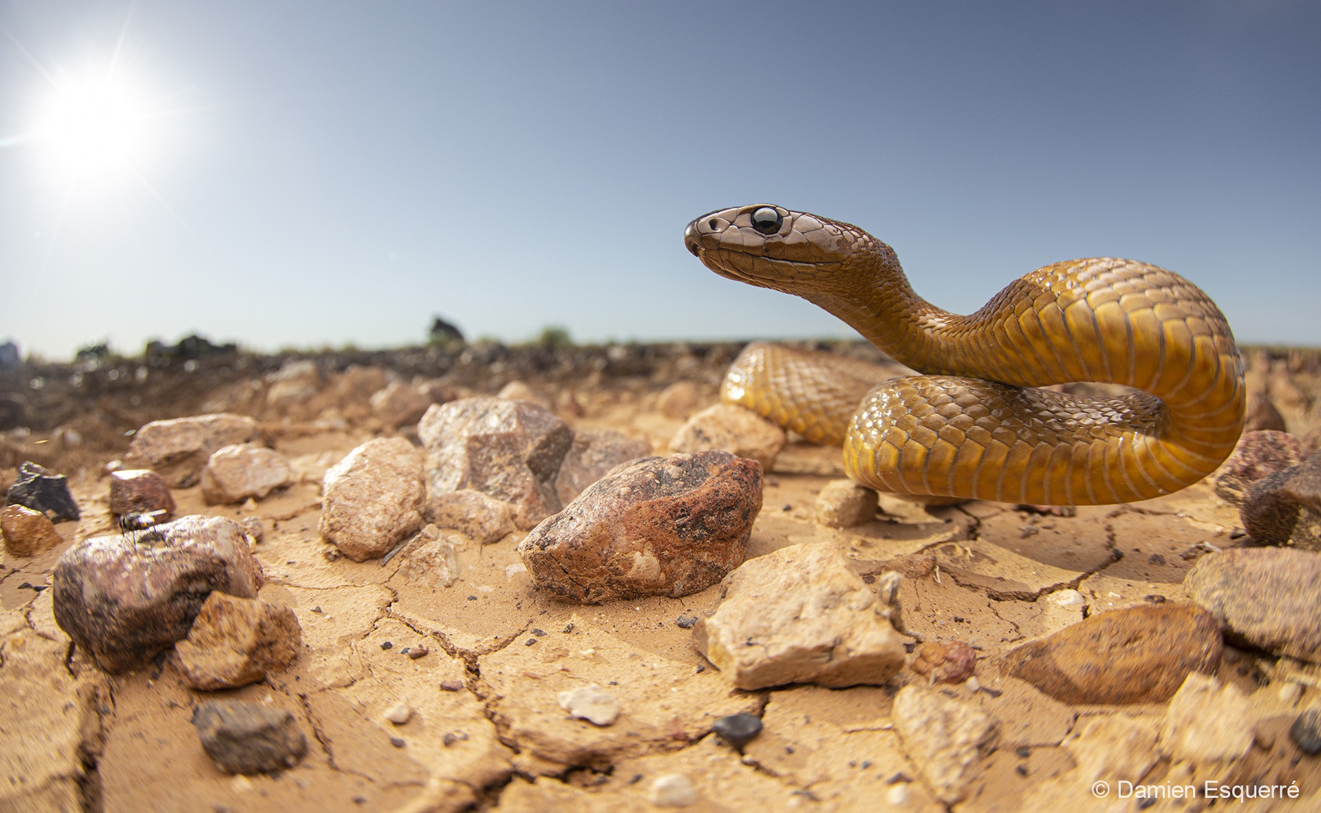 a snake in dessert landscape on rocks