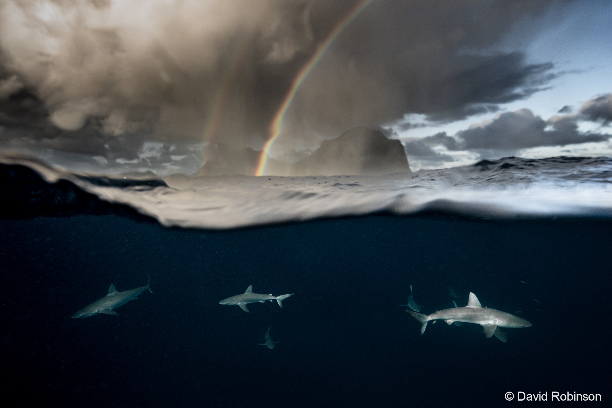 four sharks under the water while a rainbow is seen above the water