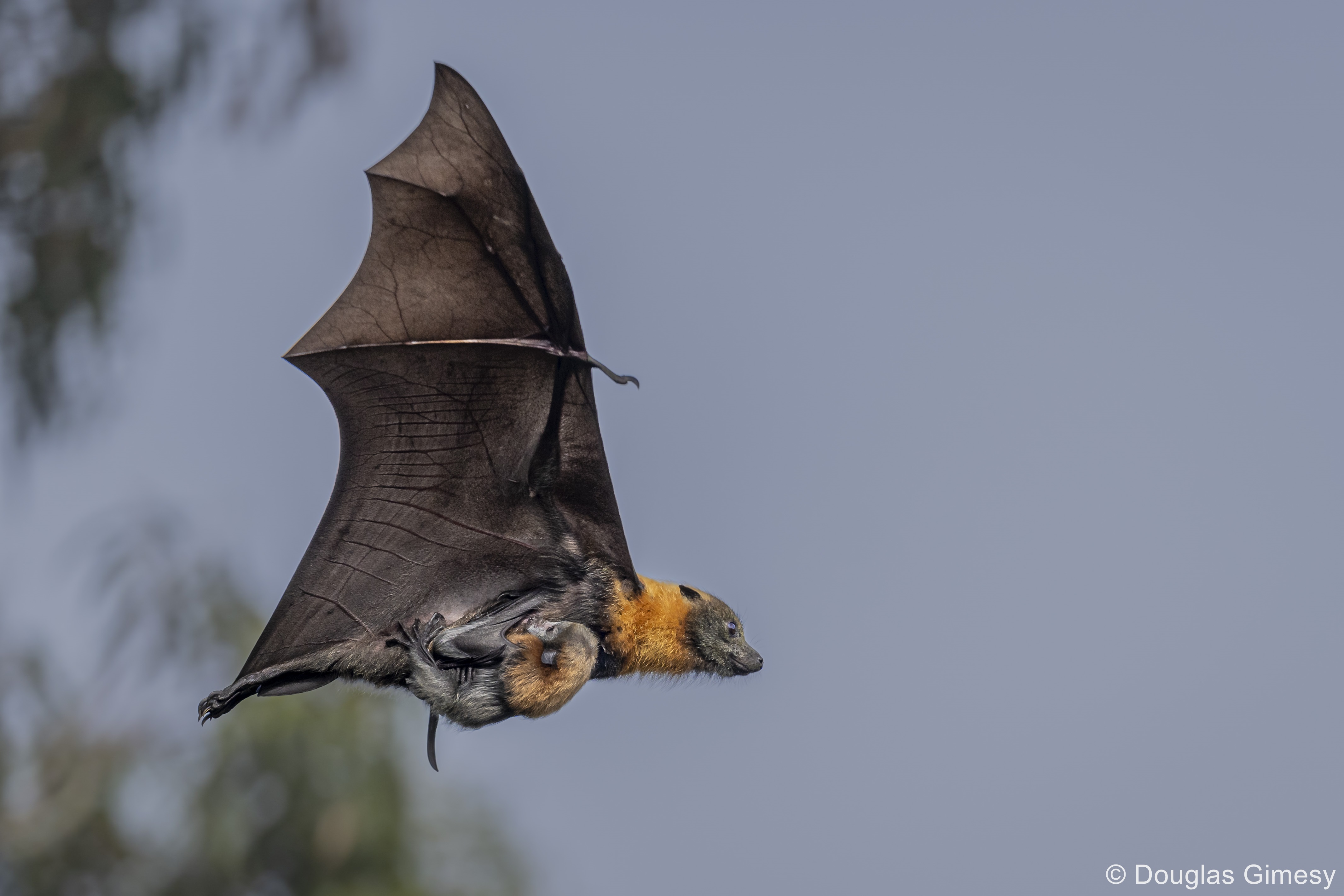 a bat carrying its young while flying