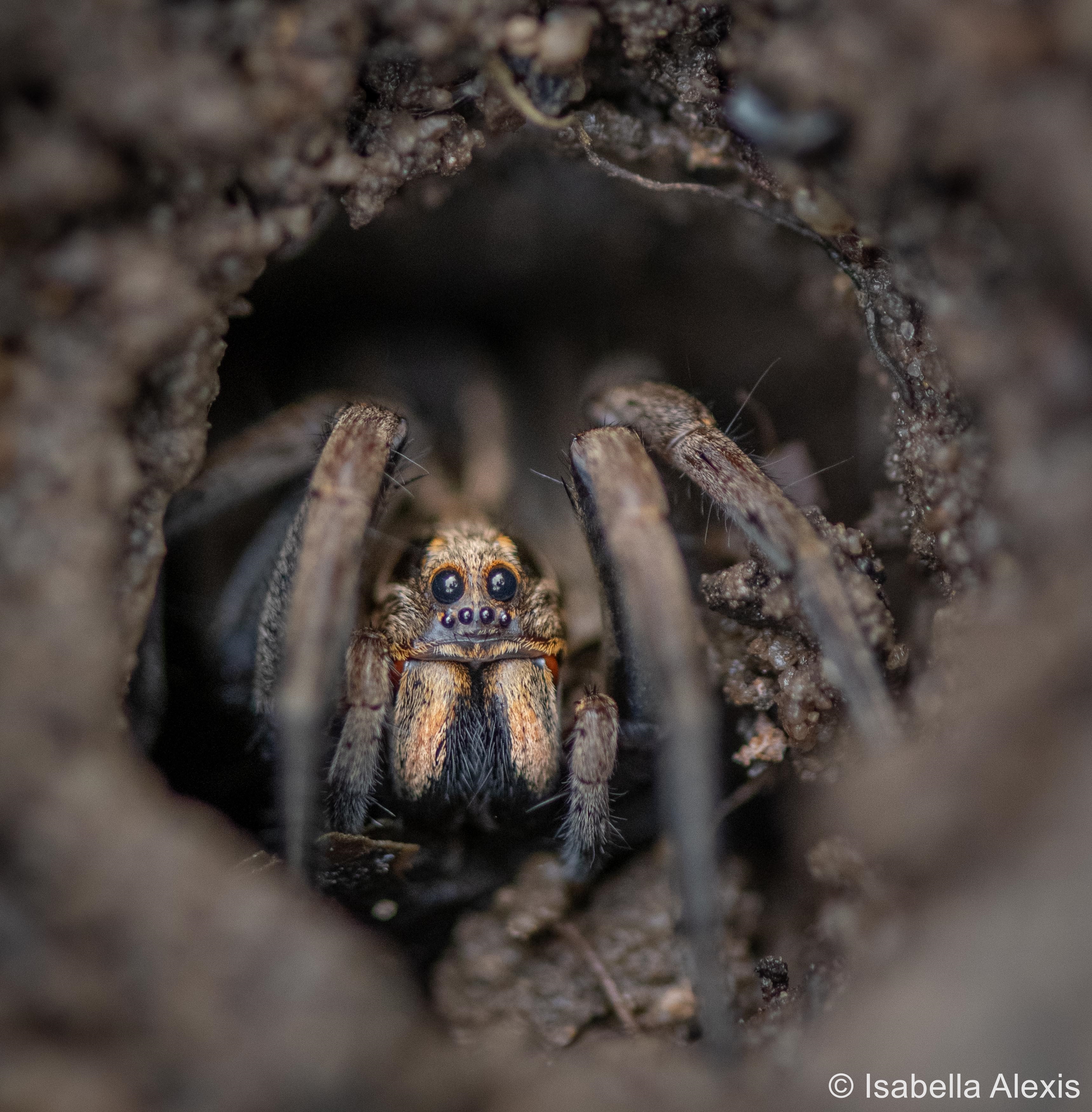 closeup of spider eyes and legs