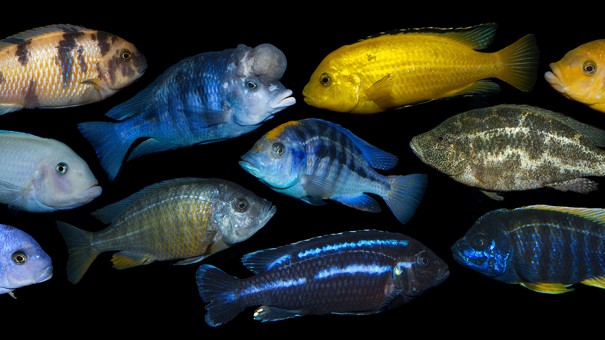 A sampling of haplochromine cichlid fish.