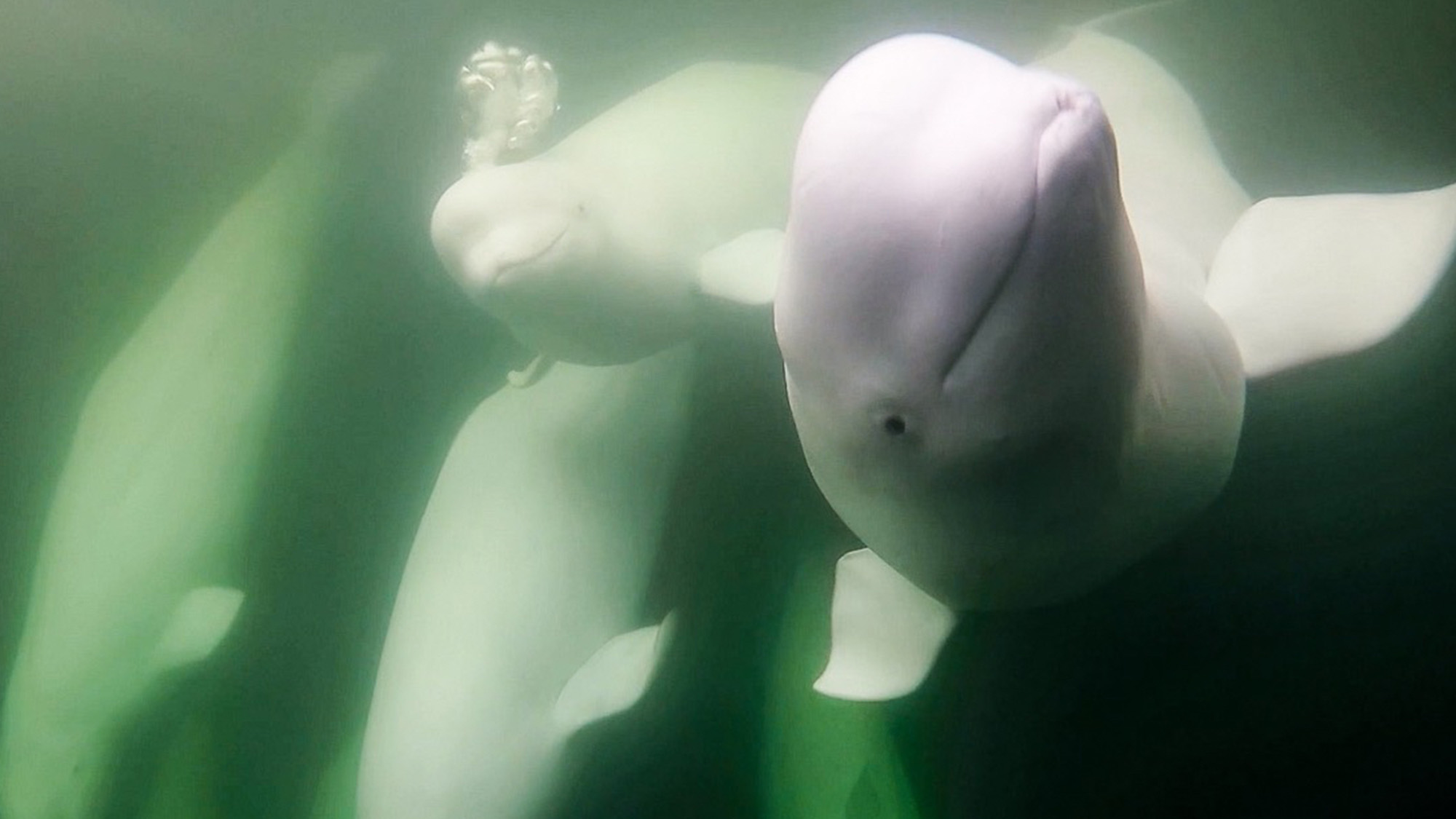 Beluga Whale Live Cam brengt de ‘kanaries van de zee’ naar je scherm