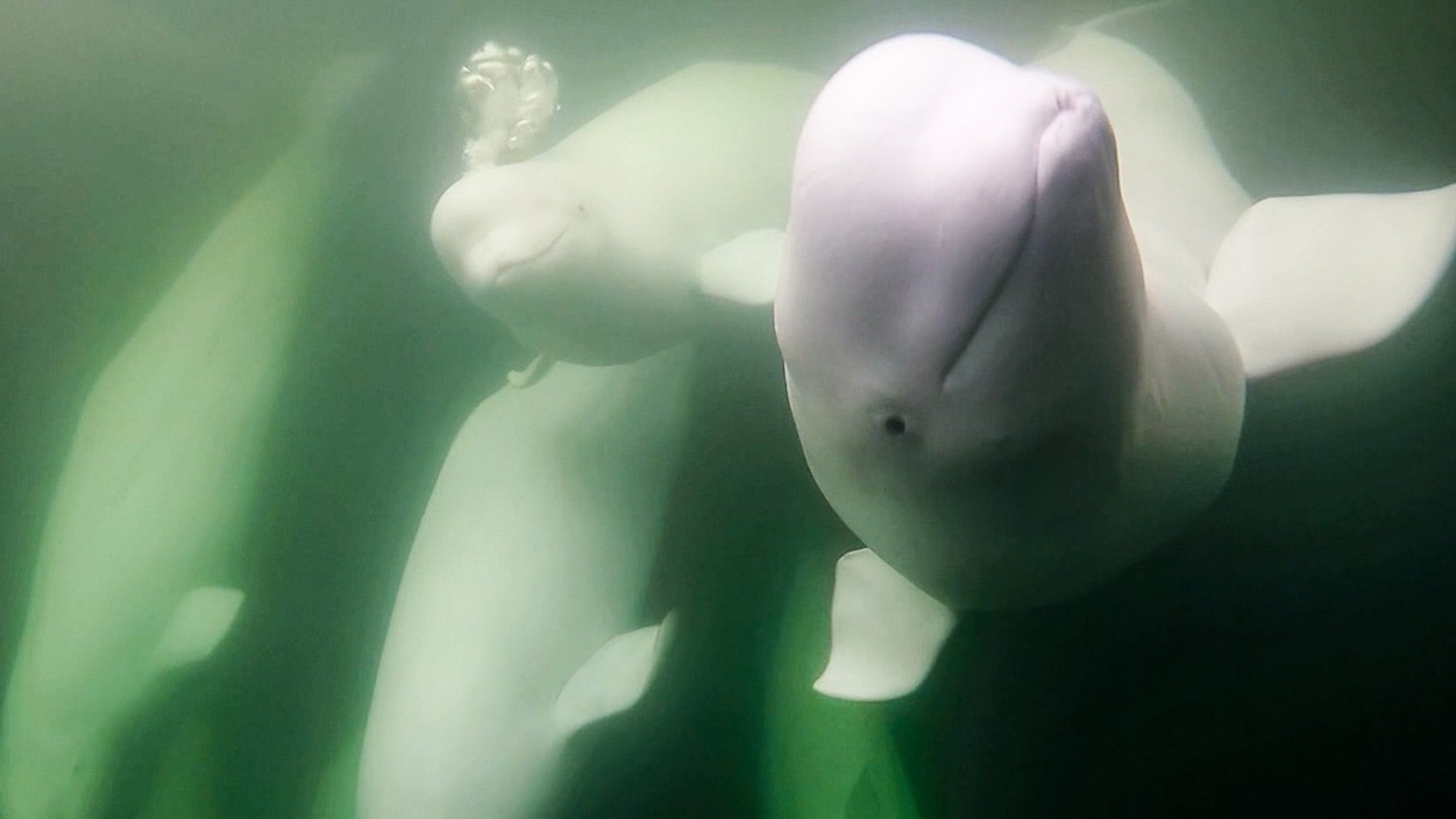 beluga whales