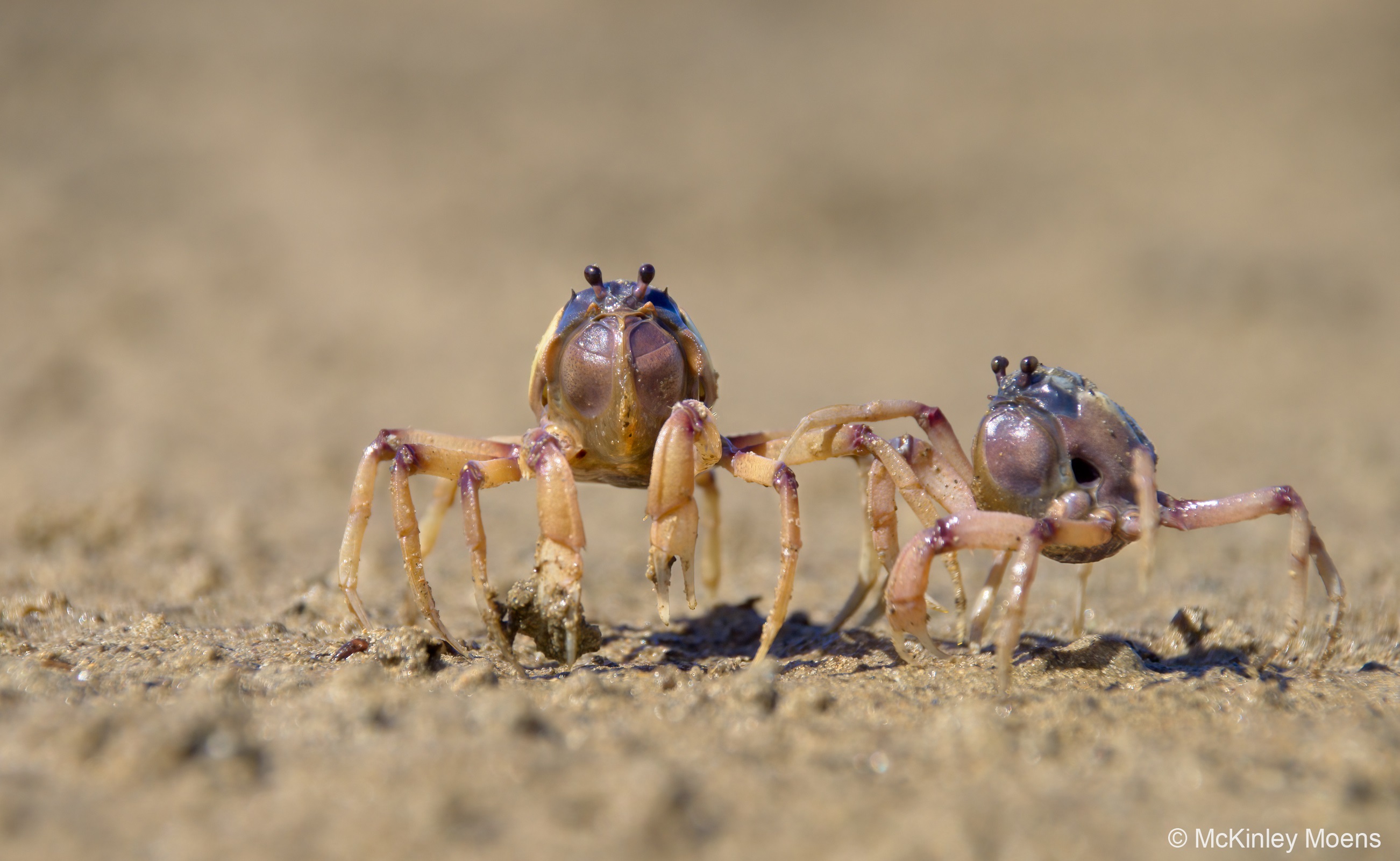 two crabs on sand