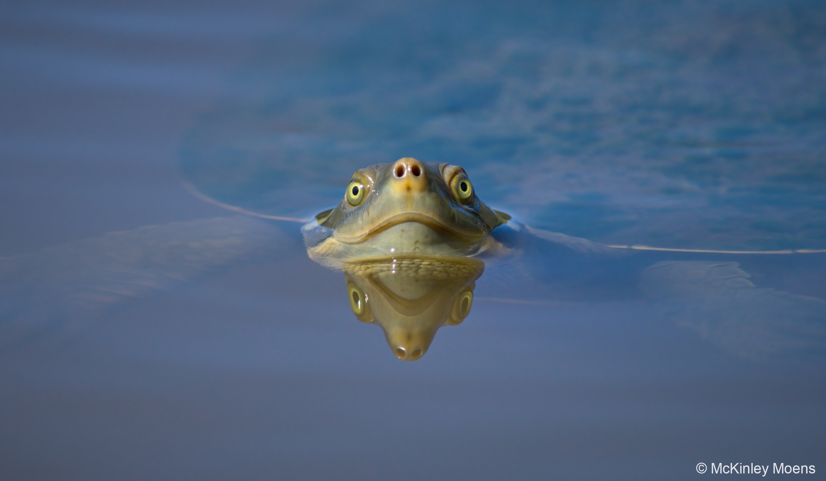 a turtle pokes its head above the water