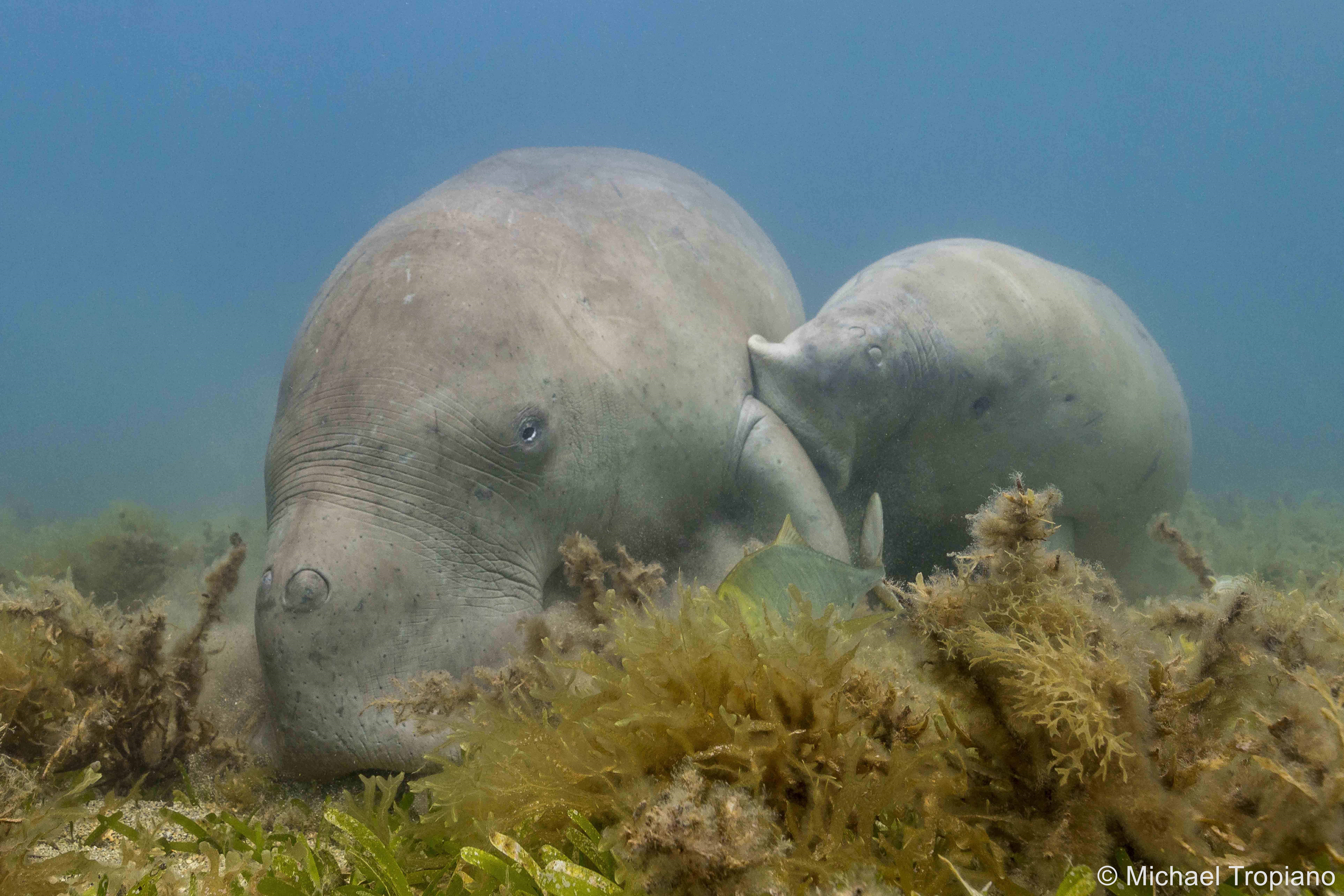 two manatees under water munching on kelp