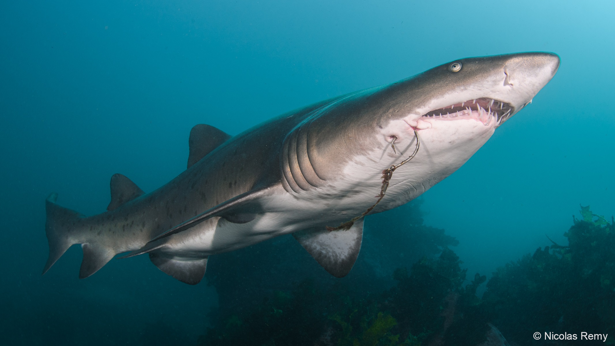 a shark with a fish hook embedded under its mouth