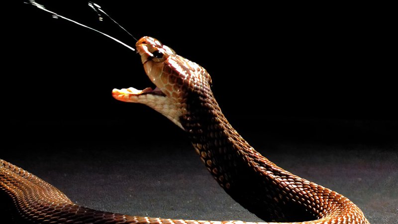 Nubian spitting cobra (