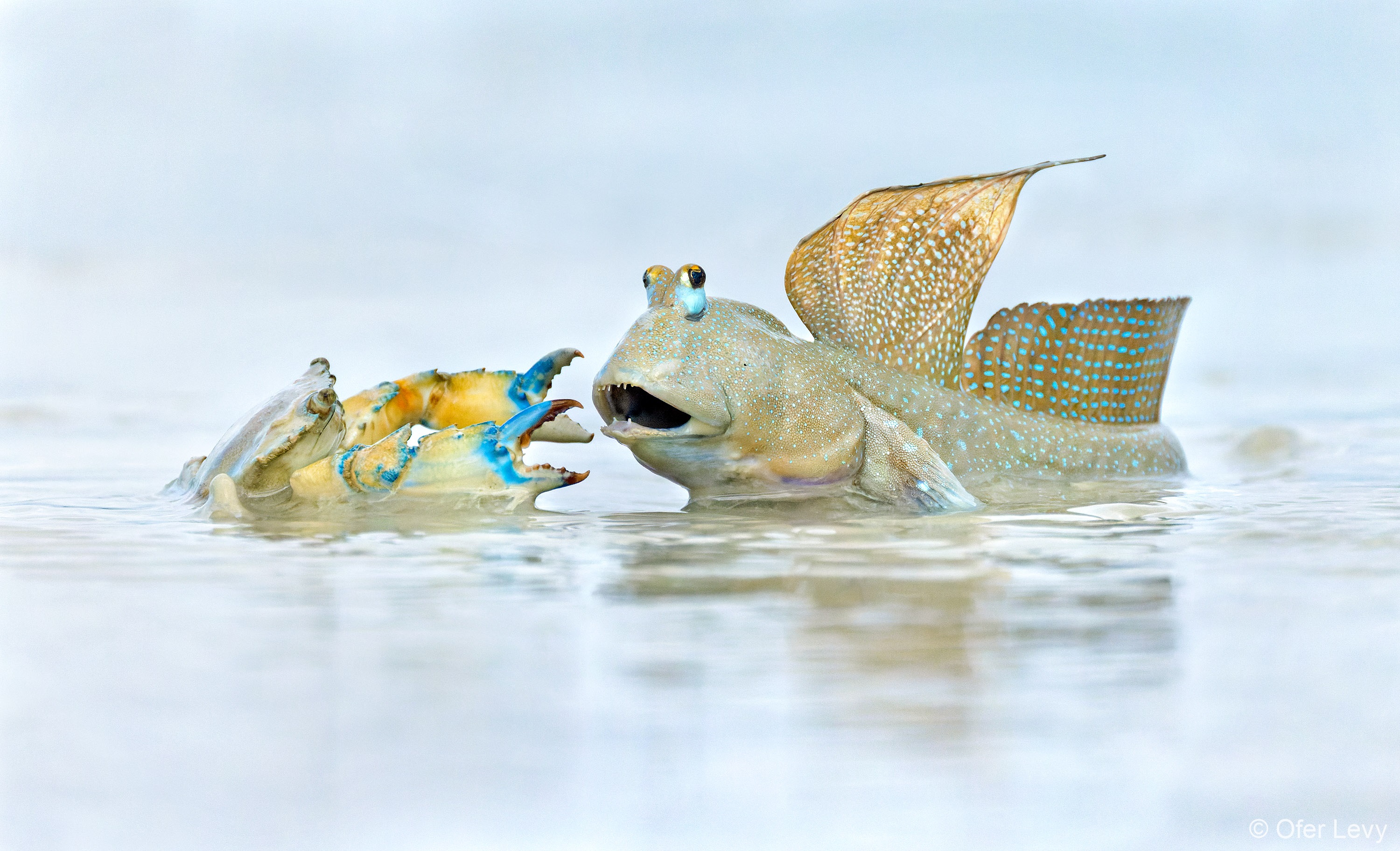 a crab and fish battle in the water