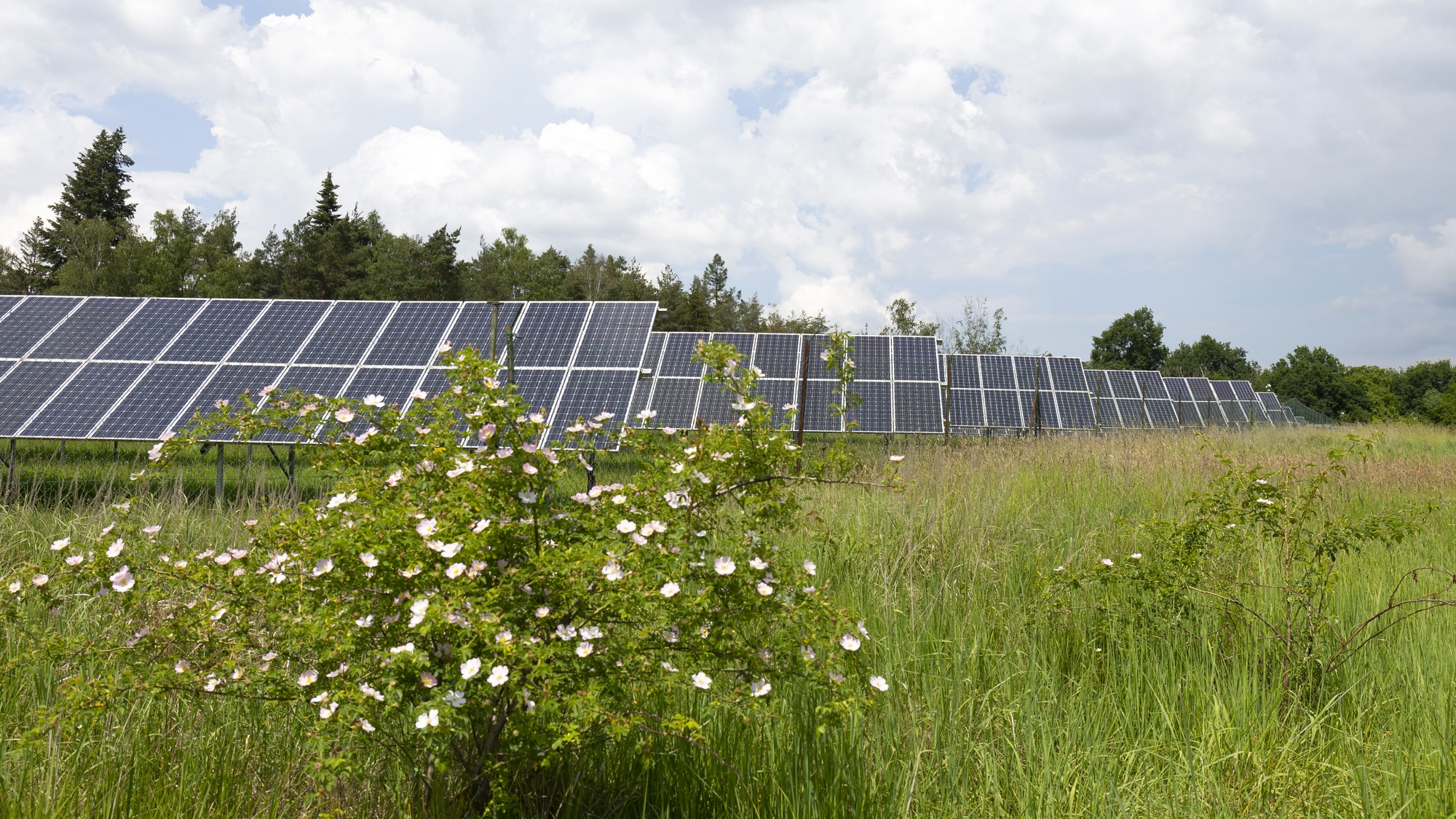 Solar farm panels in meadow