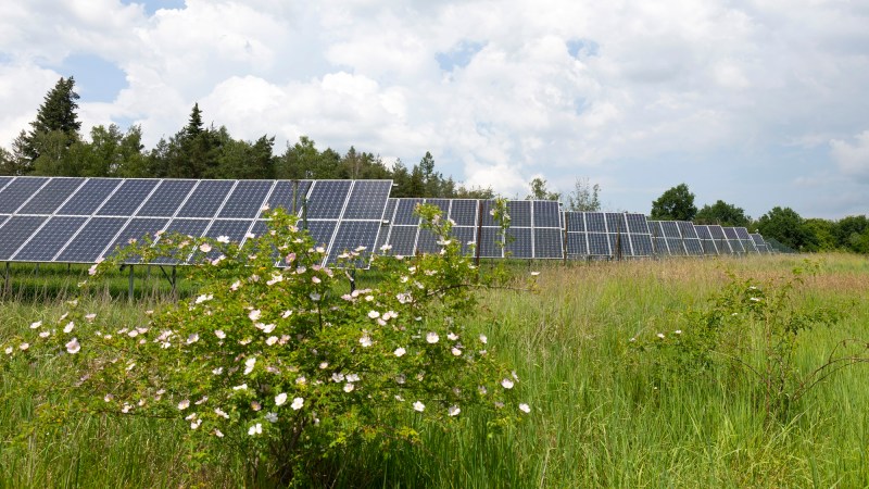 Solar farm panels in meadow